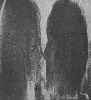 nosetonose.jpg